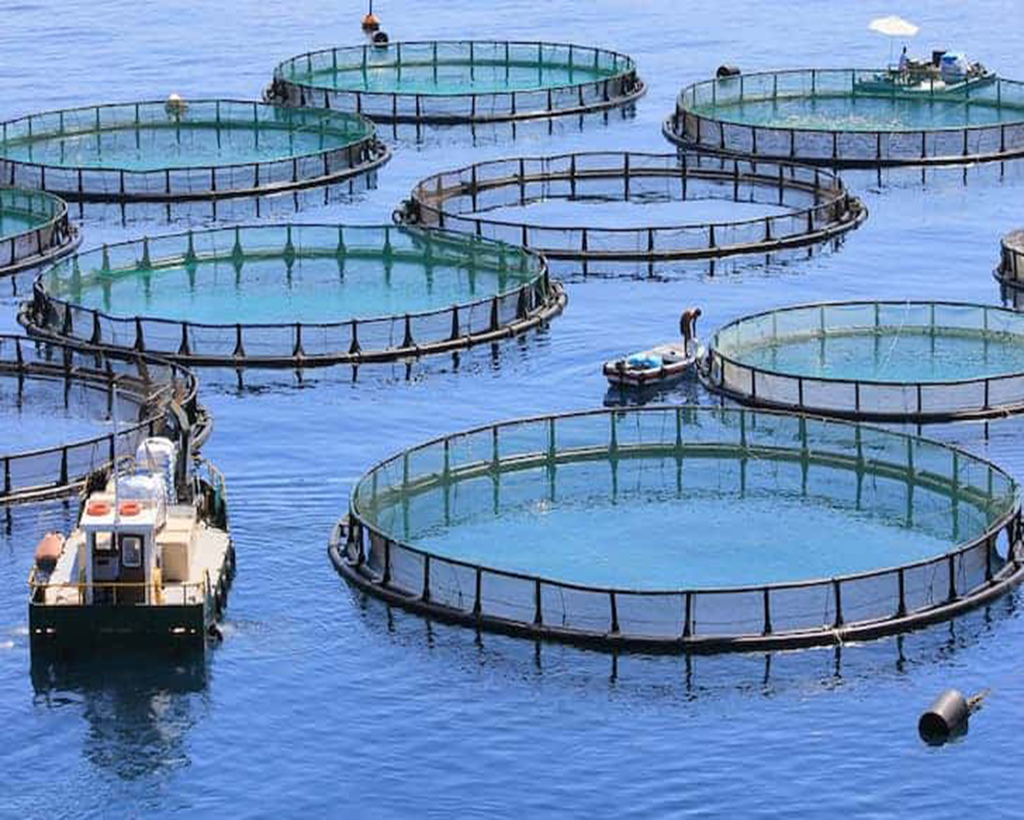 Aquaculture hatchery