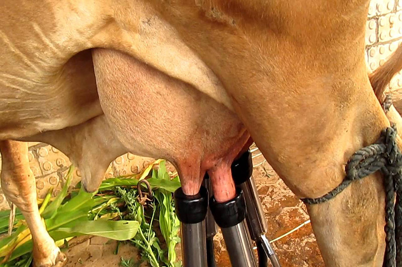 Cow milking